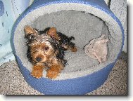 Jorkšírský terier, Yorkshire Terrier,