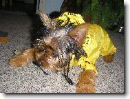 Jorkšírský terier, Yorkshire Terrier,