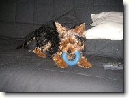 Jorkšírský terier, Yorkshire Terrier,