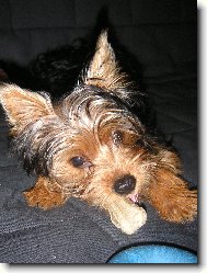 Jorkšírský terier, Yorkshire Terrier,