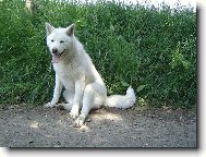 Japanese Akita