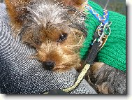 Jorkšírský terier, Yorkshire Terrier,