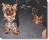 Jorkšírský terier, Yorkshire Terrier,
