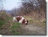 Irish Red and White Setter