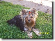 Jorkšírský terier, Yorkshire Terrier,