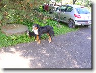 Berner Sennenhund