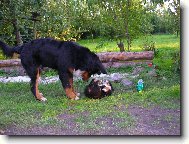 Berner Sennenhund