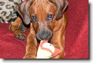 Rhodesian Ridgeback