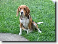 Beagle harrier \(Dog standard\)