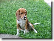 Beagle harrier \(Dog standard\)