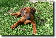 Rhodesian Ridgeback