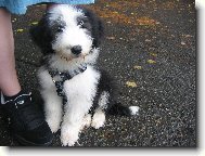 Bearded collie \(Dog standard\)