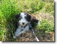 Bearded collie \(Dog standard\)