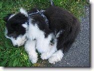 Bearded collie \(Dog standard\)