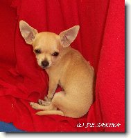 Chihuahua