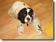 American Cocker Spaniel