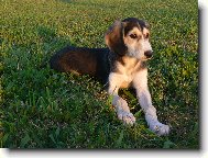 Arabian Hound