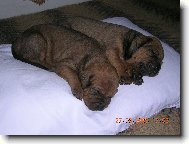 Tosa Inu, Japanese Fighting Dog