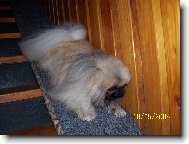 Pekingese, Pekinese, Peking Palasthound