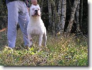 Dogo Argentino