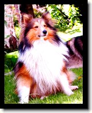 Shetland Sheepdog