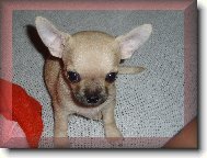 Chihuahua
