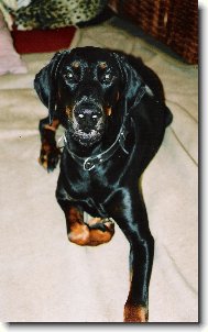 Dobermann, Doberman