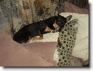 PRAGUE RATTER