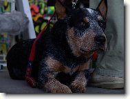 Australian Cattledog