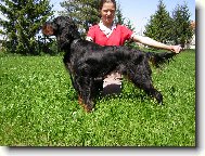 Scotch Setter, Gordon Setter