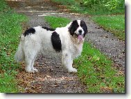 Landseer europisch-kontinentaler Typ, Landseer Continental-European type