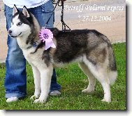 Siberian Husky