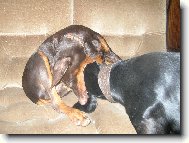 Dobermann, Doberman