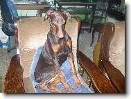 Dobermann, Doberman