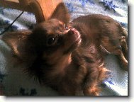 Chihuahua
