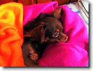 Chihuahua