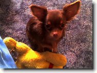Chihuahua
