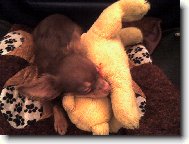 Chihuahua