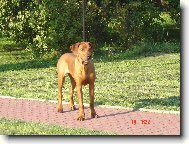 Rhodesian Ridgeback