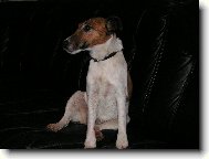 Fox Terrier Smooth