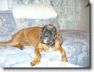 Deutscher Boxer