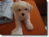 Bichon á poil frisé, Bichon Frise
