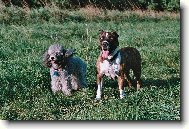 American Staffordshire Terrier Blue Lacy