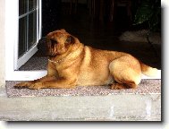 Shar-Pei