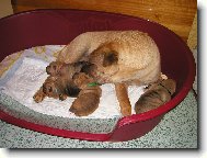 Shar-Pei
