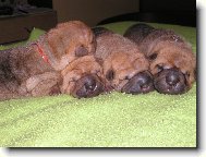 Shar-Pei