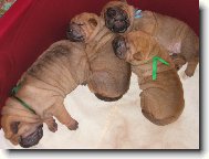 Shar-Pei