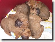 Shar-Pei