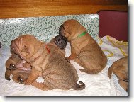 Shar-Pei