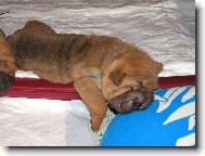 Shar-Pei